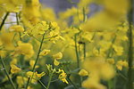 油菜花