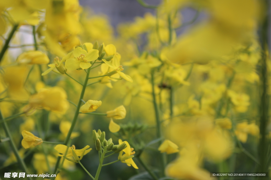 油菜花