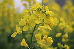 油菜花