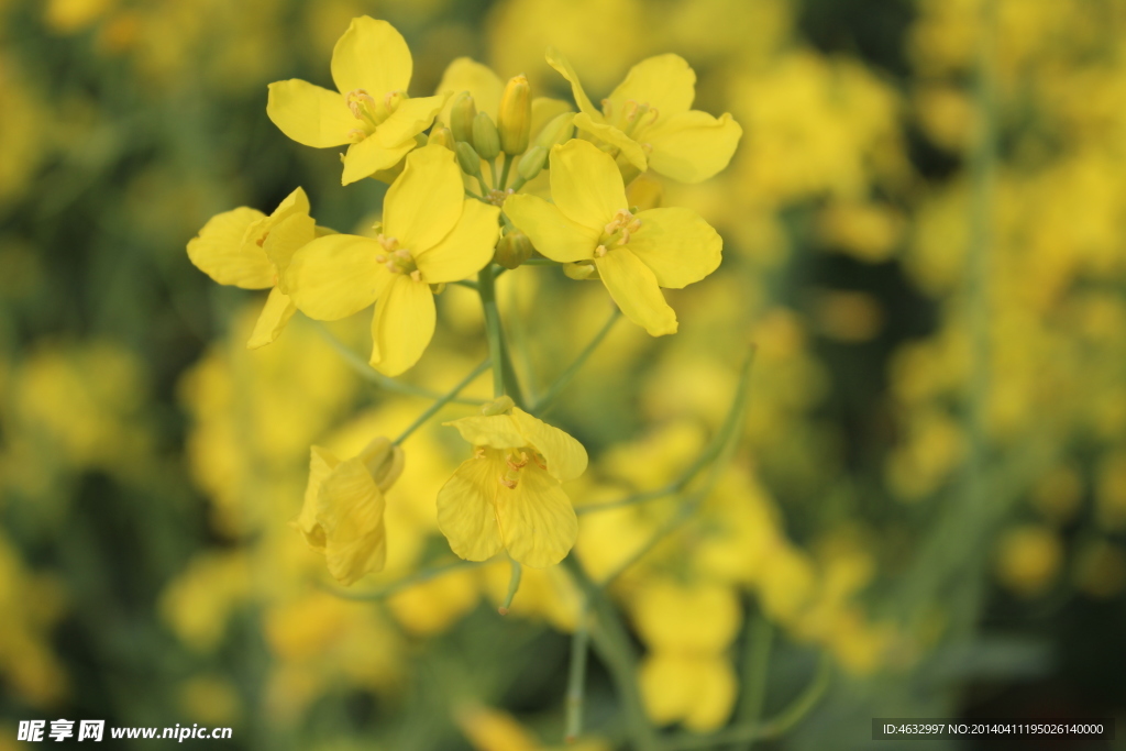 油菜花