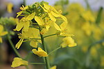 油菜花