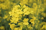 油菜花