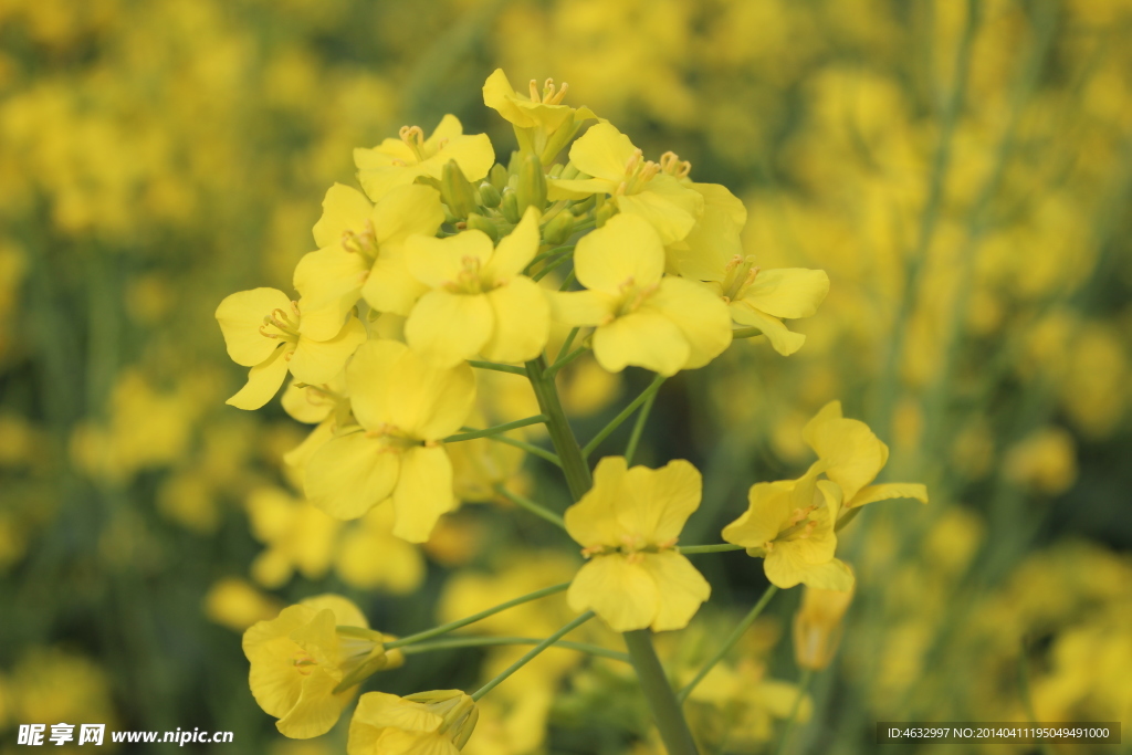 油菜花