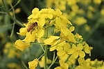 油菜花