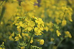 油菜花