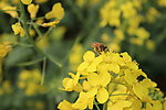 油菜花