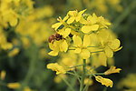 油菜花