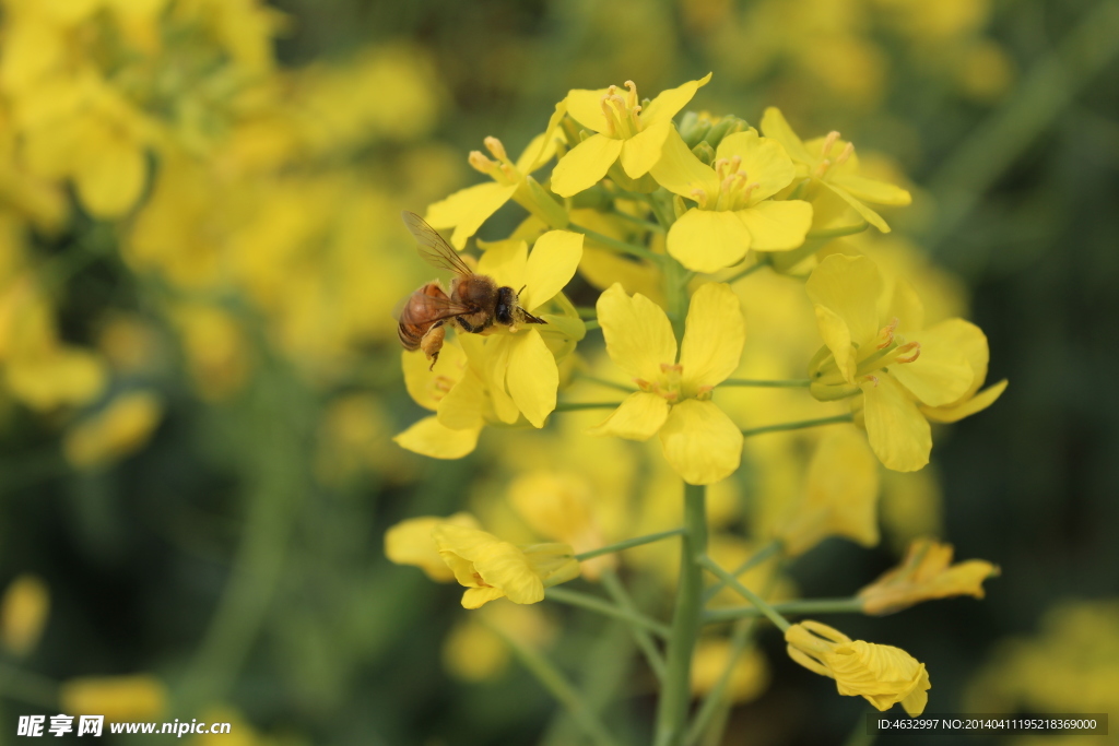 油菜花