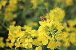 油菜花