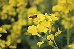 油菜花
