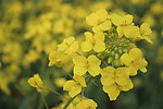 油菜花