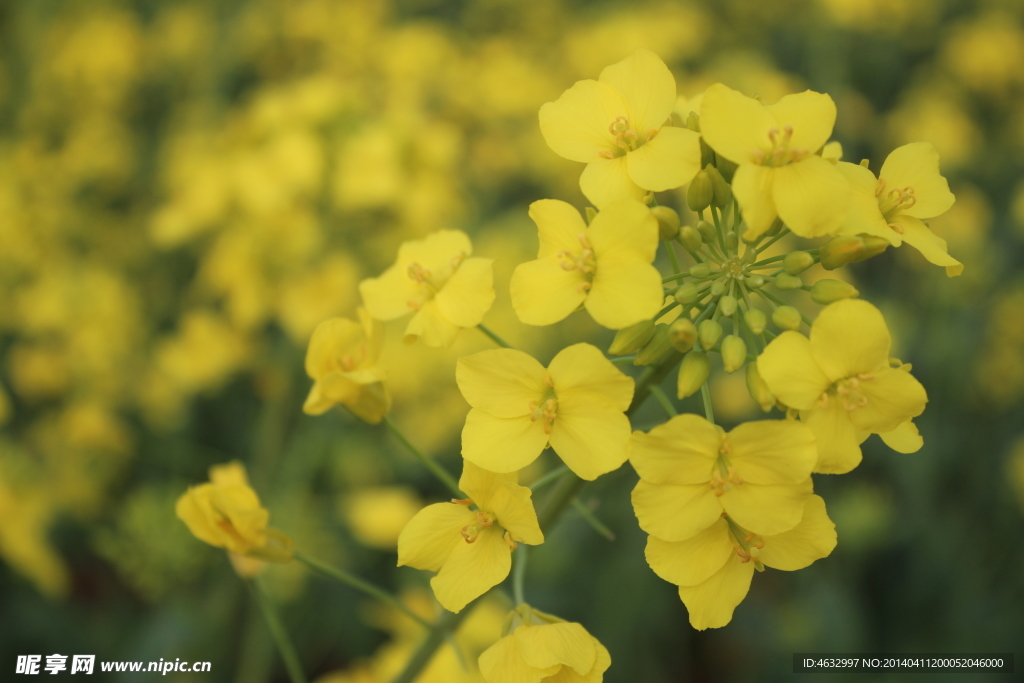 油菜花