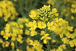 油菜花