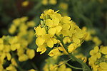 油菜花