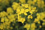 油菜花