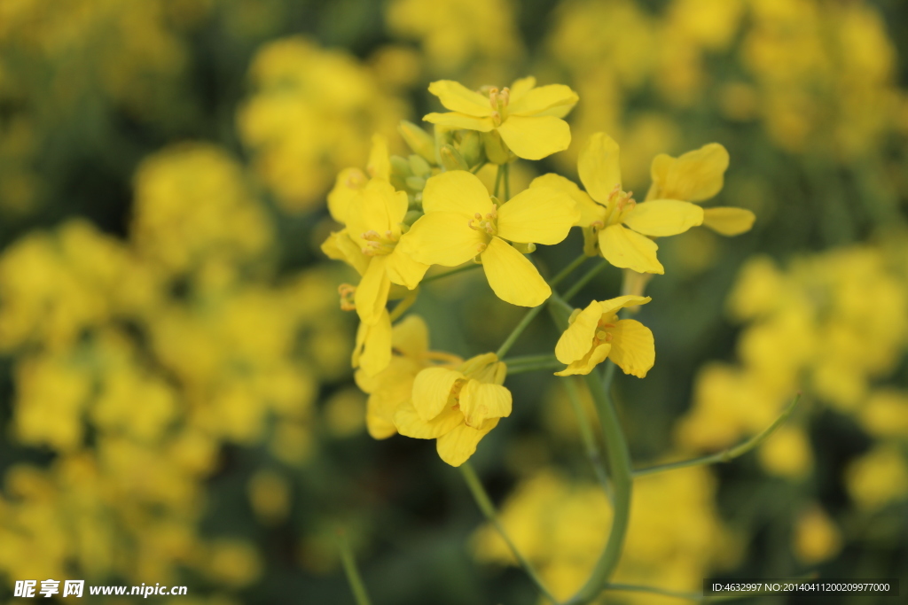 油菜花