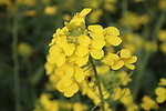 油菜花