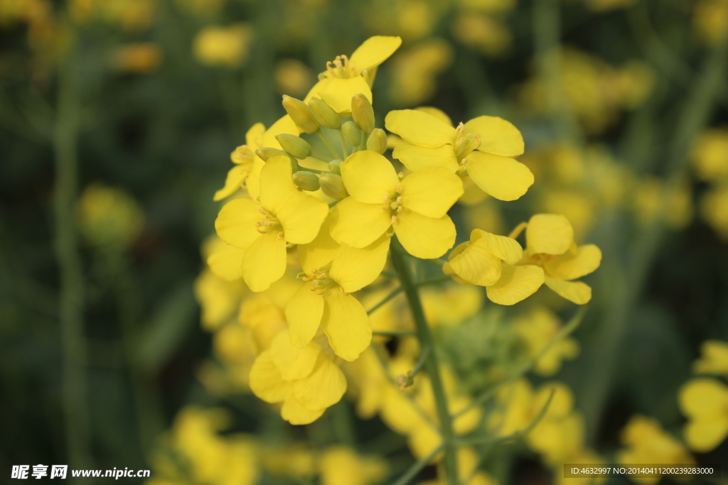 油菜花