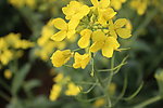 油菜花