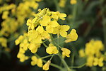 油菜花