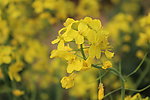 油菜花