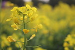 油菜花