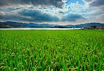 水稻 农业