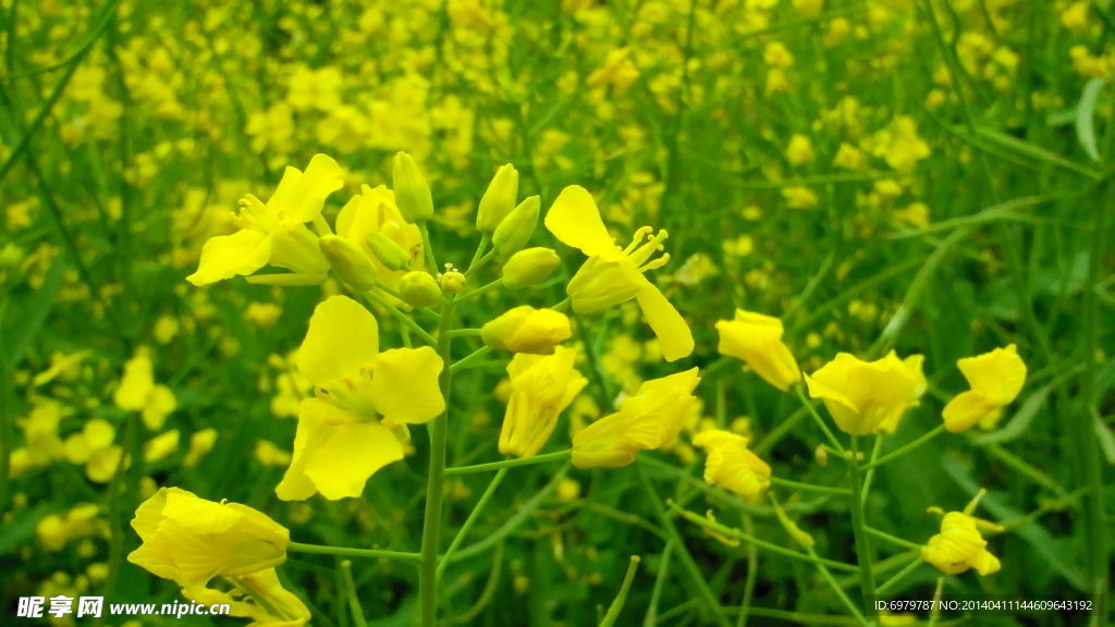 春天踏青观赏油菜花