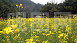 油菜花