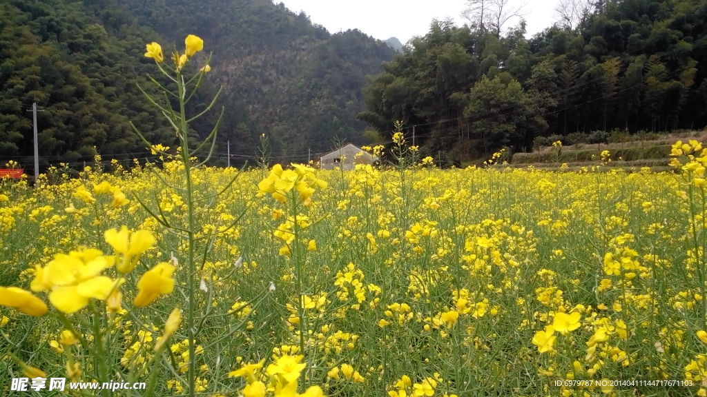 油菜花