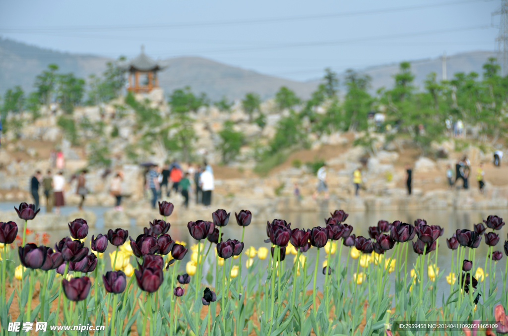 中华紫薇园 郁金香花