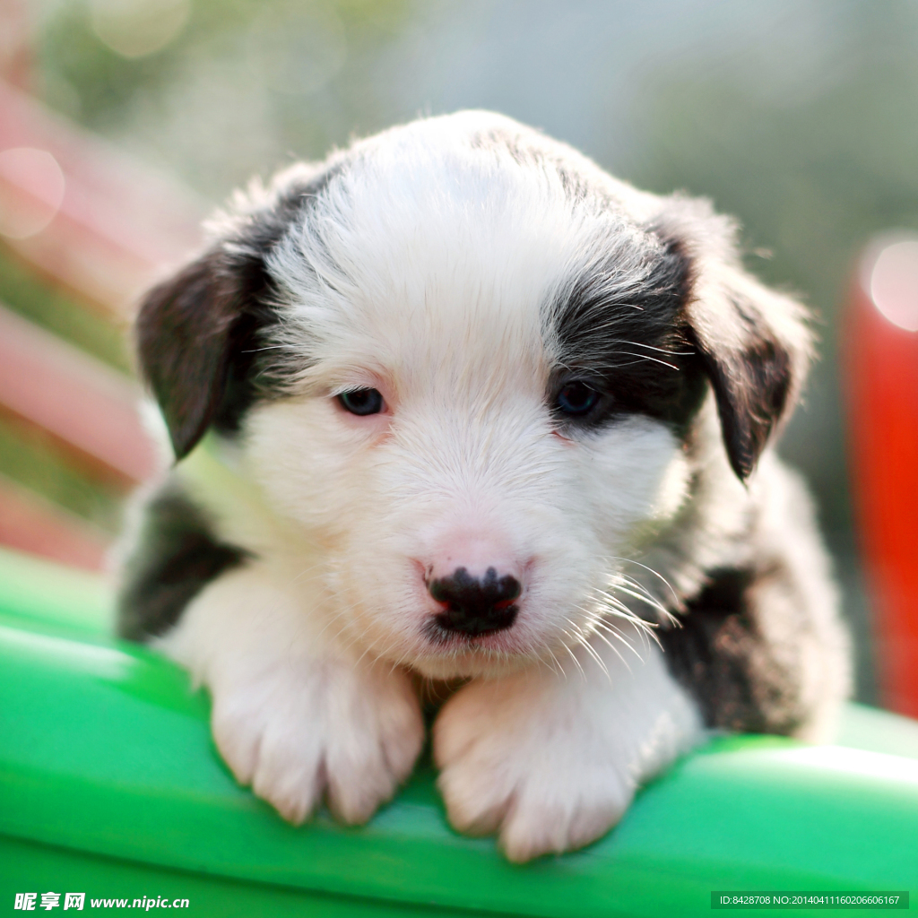牧羊犬