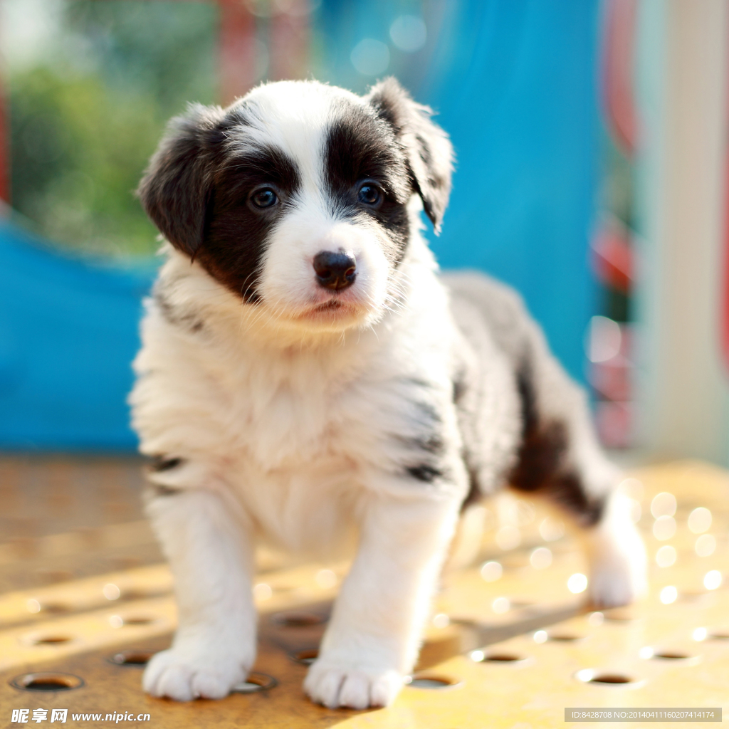 边境牧羊犬