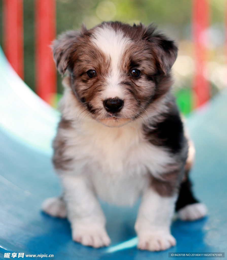 牧羊犬