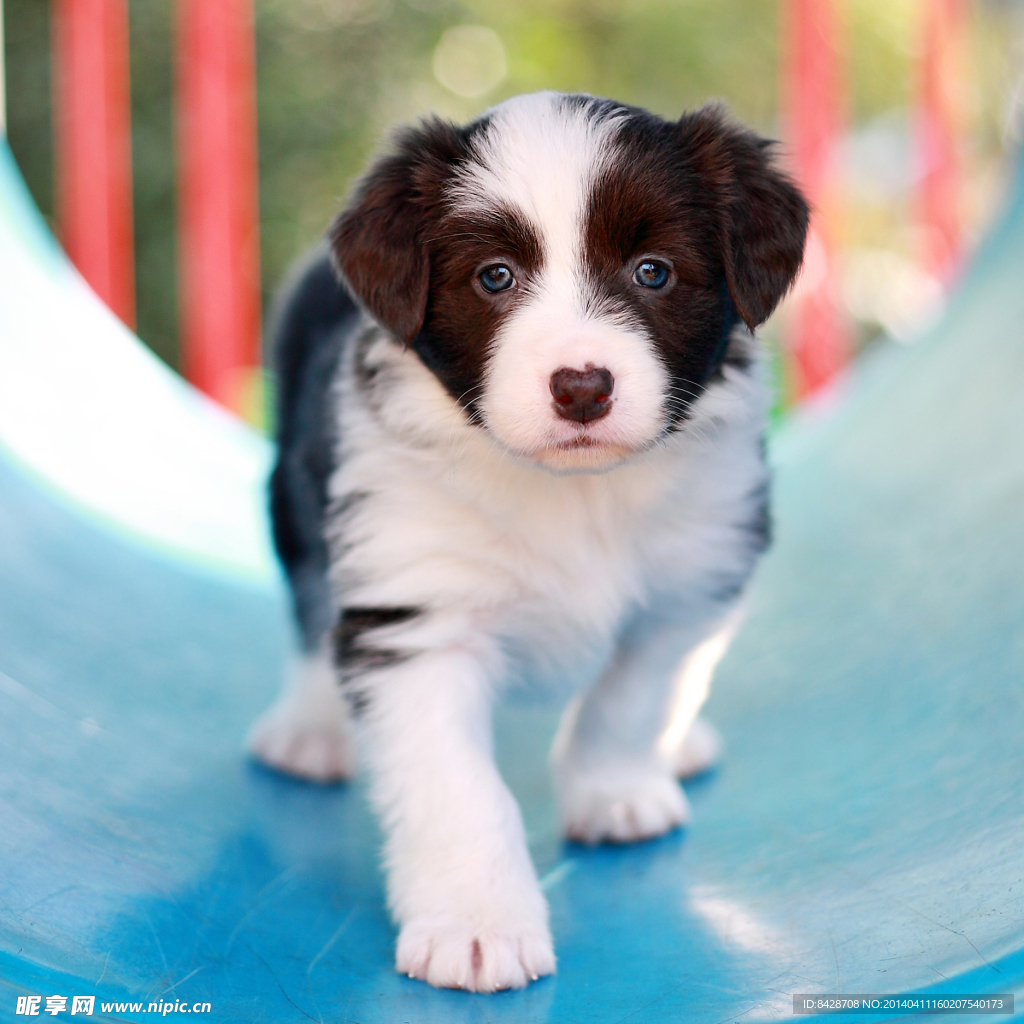 牧羊犬