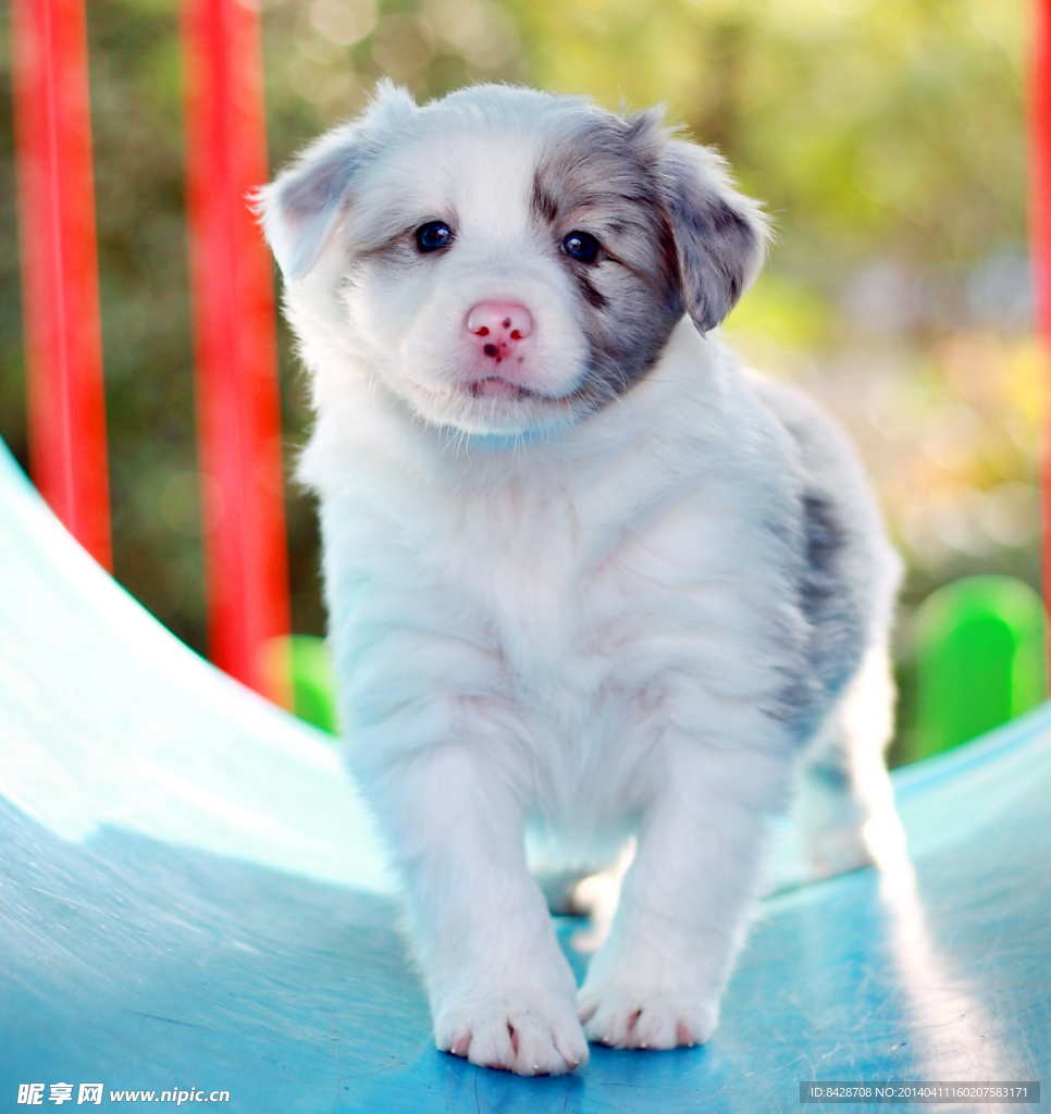牧羊犬