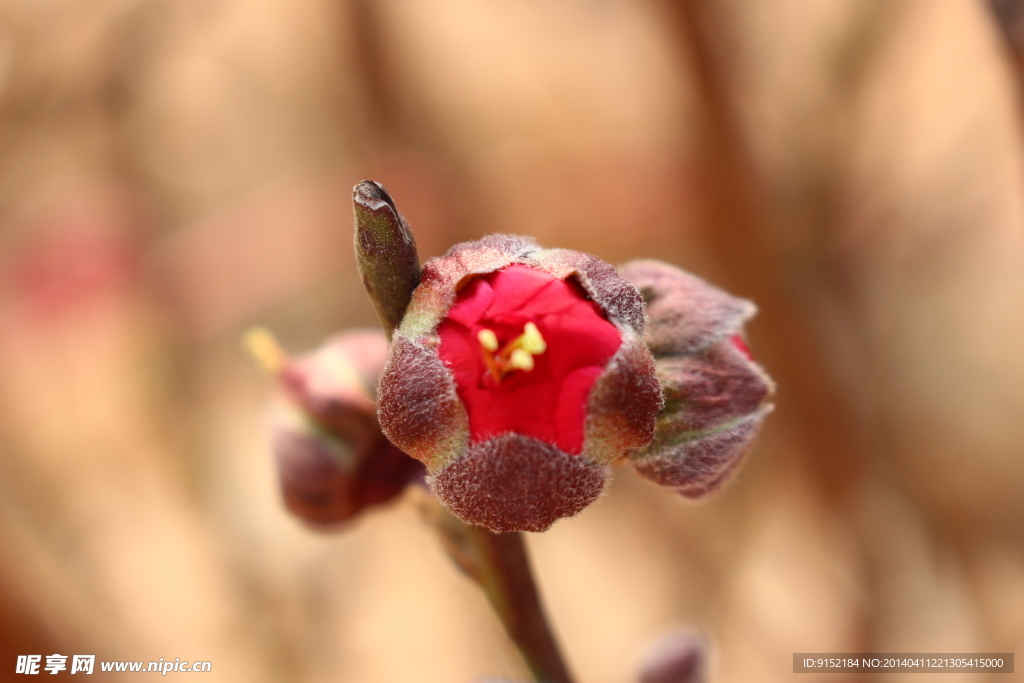 桃花