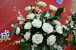 白玫瑰花柱