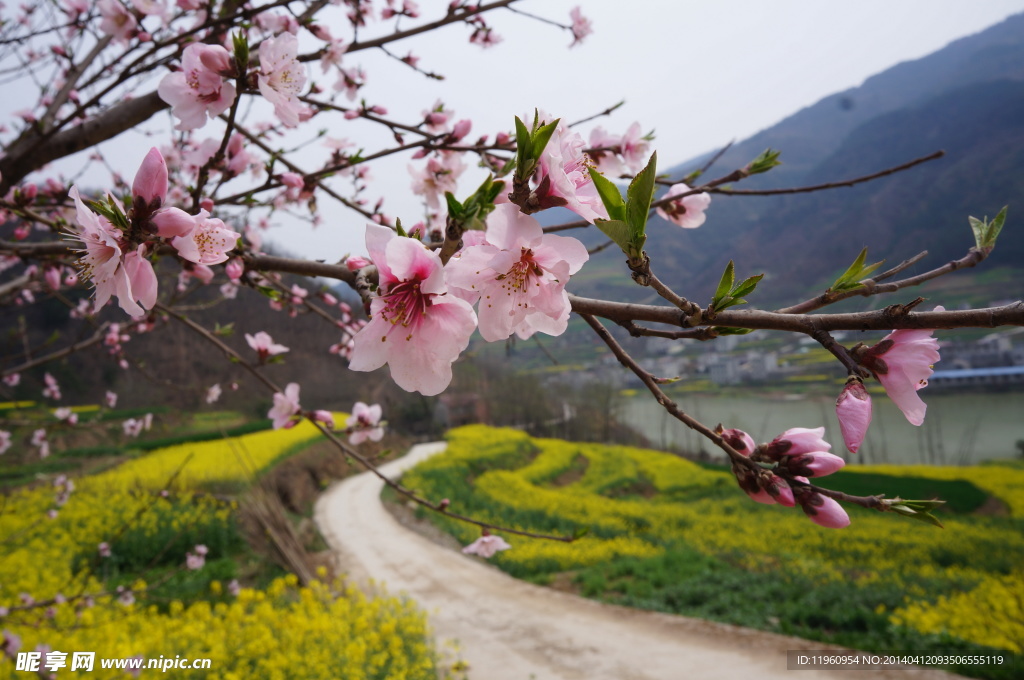 桃花