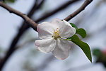 苹果花