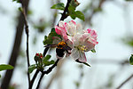 苹果花