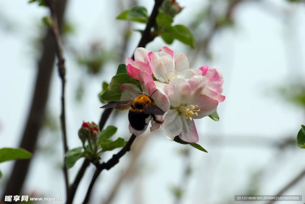 苹果花