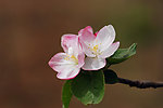 苹果花