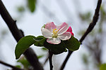 苹果花