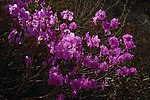 野杜鹃花