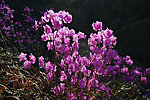 野杜鹃花