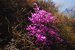 杜鹃花