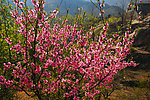 桃树花