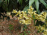 荔枝花