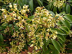 荔枝花